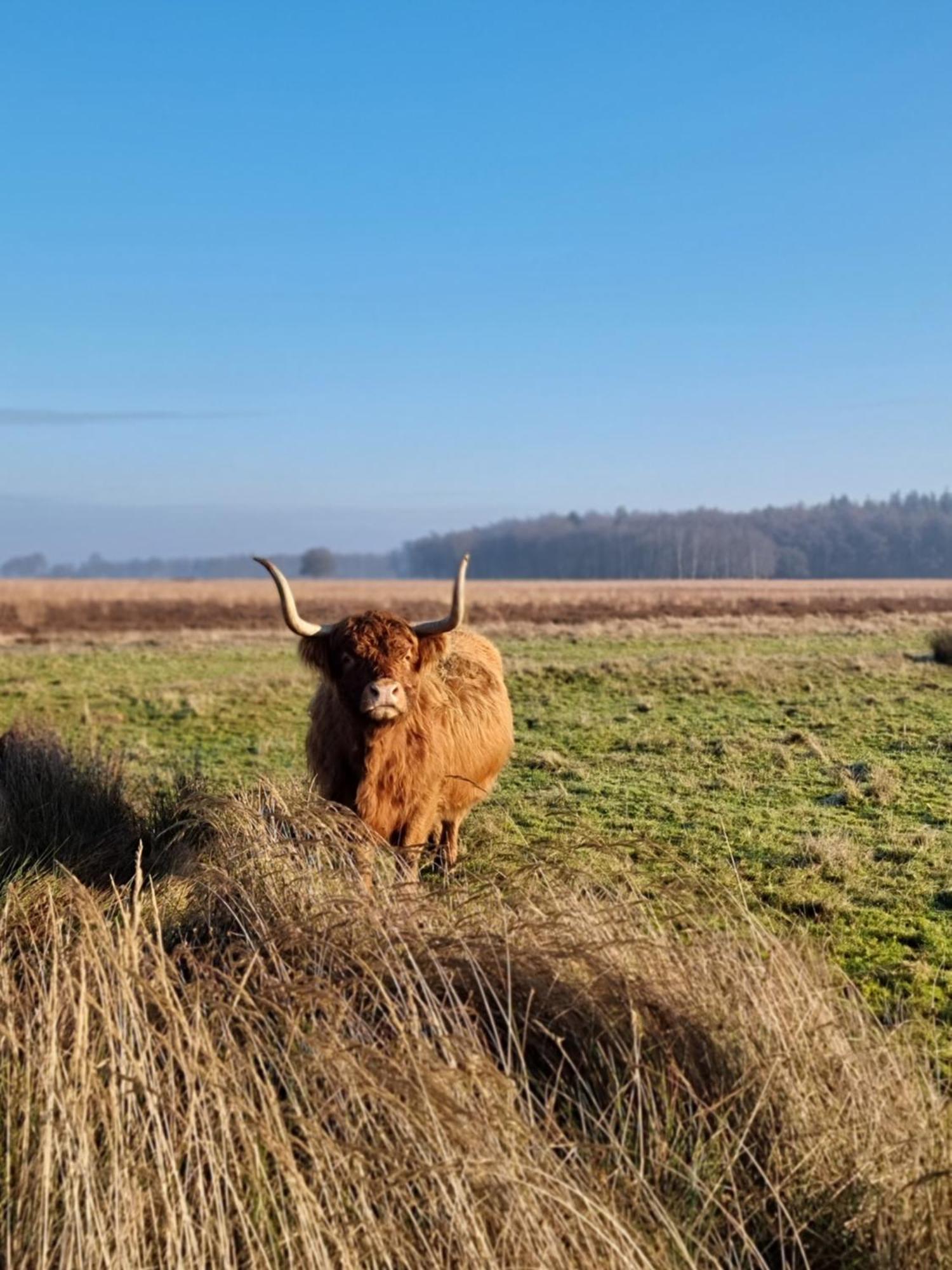 De Schotse Hooglander Bed & Breakfast Smilde Bagian luar foto